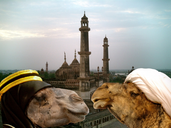 Creation of Camel Courting : Step 3